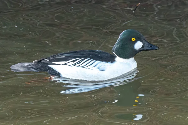 Natação Goldeneye Comum Bucephala Clangula — Fotografia de Stock