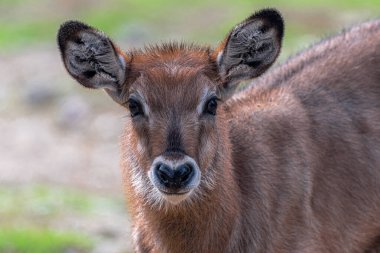 Genç Defassa Waterbuck (Kobus ellipsiprymnus defassa)
