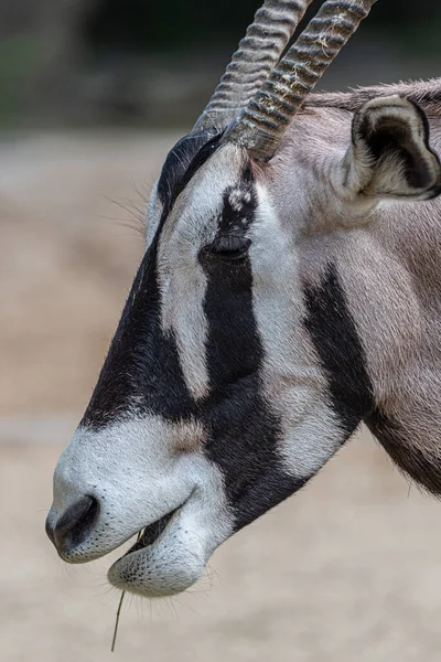 Portrét Oryx Gazelle Oryx Gazella Gazella — Stock fotografie