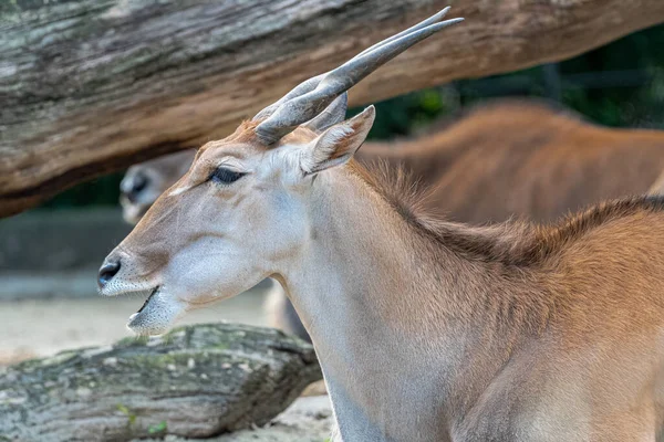 Antilope Commune Taurotragus Oryx — Photo