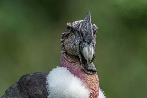 Portret Kondora Andyjskiego Vultur Gryphus — Zdjęcie stockowe