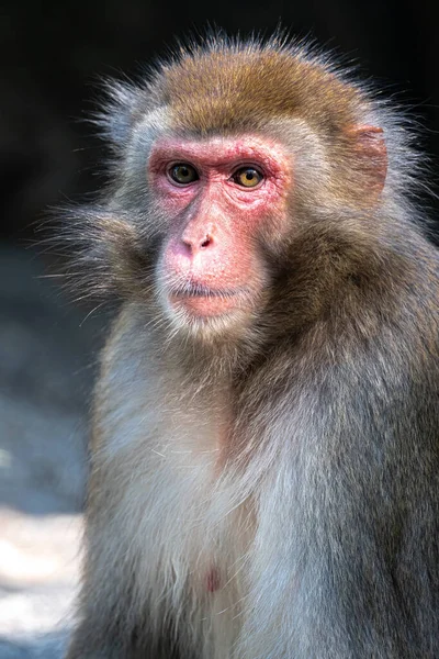 日本猕猴 Macaca Fuscata 的肖像 — 图库照片
