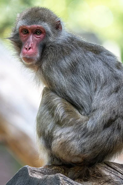 坐在日本的Macaque Macaca Fuscata — 图库照片