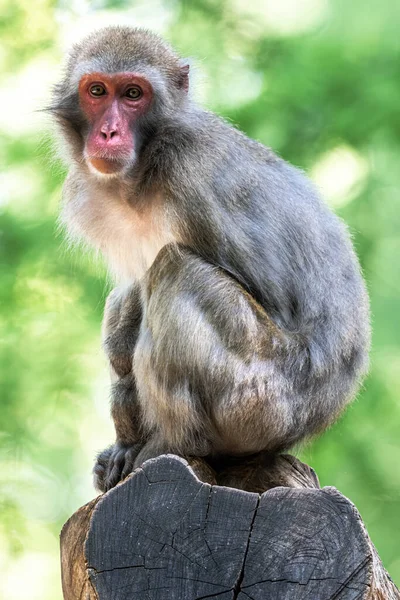 Sitzender Japanischer Makak Macaca Fuscata — Stockfoto