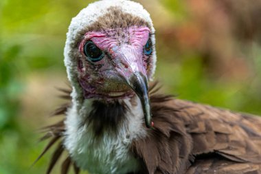 Kapüşonlu akbaba portresi (nekrosyrtes monachus)