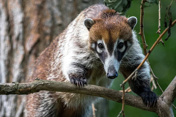 Porträtt Vit Näsa Coati Nasua Narica — Stockfoto