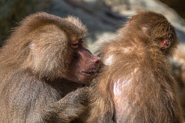 Hamadryas Babun (Papio hamadryas) Tımar, temizleme ve temizleme