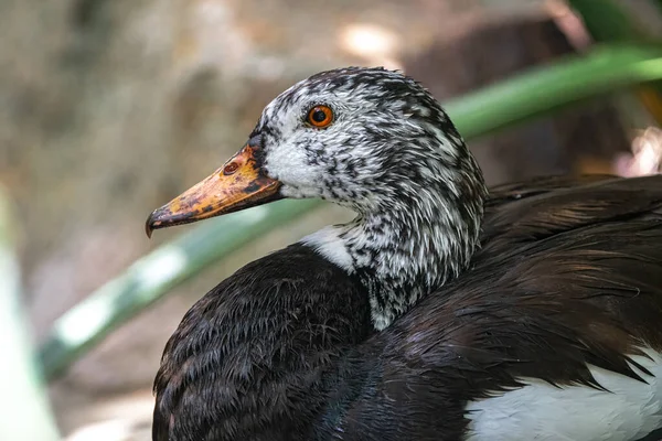 Fehér Szárnyú Fakacsa Asarcornis Scutulata Portréja — Stock Fotó