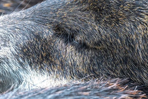 White Lipped Peccary Tayassu Pecari Making Siesta — Stock Photo, Image