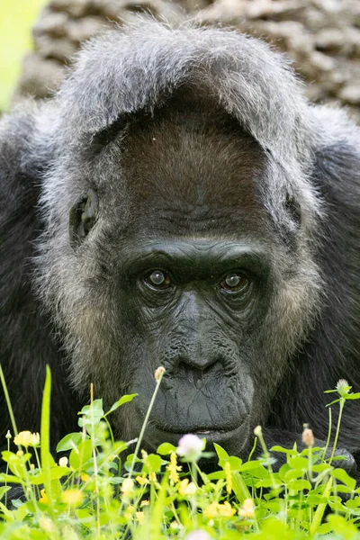 Porträt Eines Westlichen Flachlandgorillas Gorilla Gorilla Gorilla Gorilla — Stockfoto