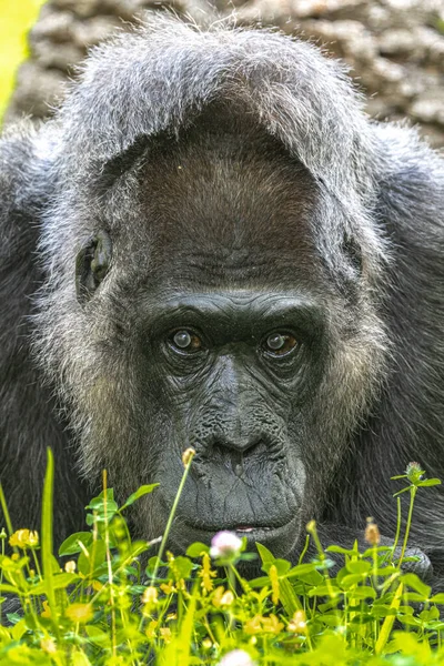 Porträt Eines Westlichen Flachlandgorillas Gorilla Gorilla Gorilla Gorilla — Stockfoto
