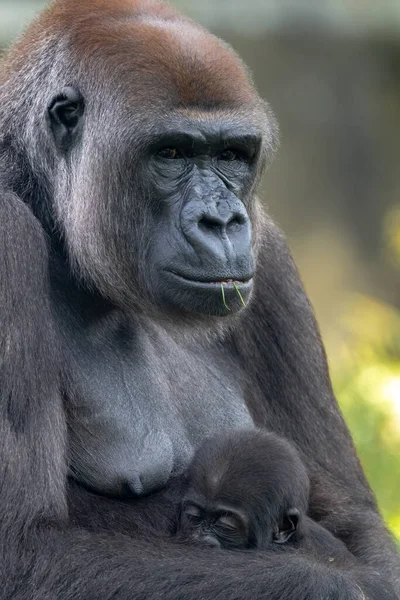 Gorila Las Tierras Bajas Occidentales Gorila Gorila Gorila Madre Bebé — Foto de Stock