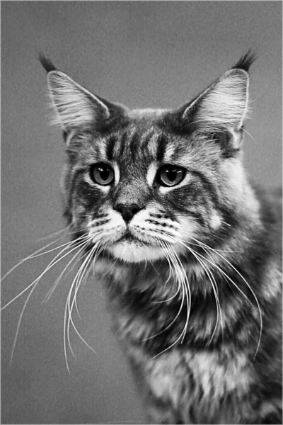 Black and white picture of a cat in vintage style — Stock Photo, Image