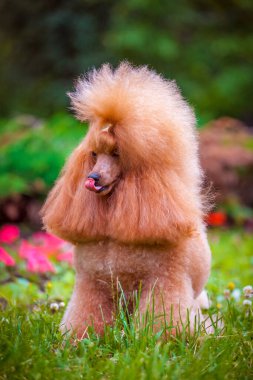 Kayısı kanişi dilini burnuna çekiyor.