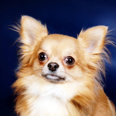 Mavi arkaplanda Chihuahua 'nın portresi, stüdyo çerçevesi.