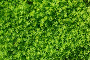 Arkaplan için yeşil çimen duvar dokusu.