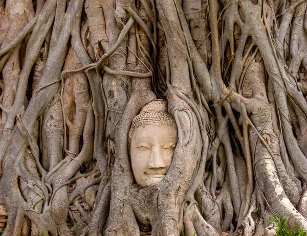 Travel Thailand Ancient Sandstone Buddha Head Rood Bodhi Tree Mahathat — Stock Photo, Image