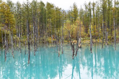 Fores nehir ağacı doğa ormanları Japonya 'da cennet sonbaharı.