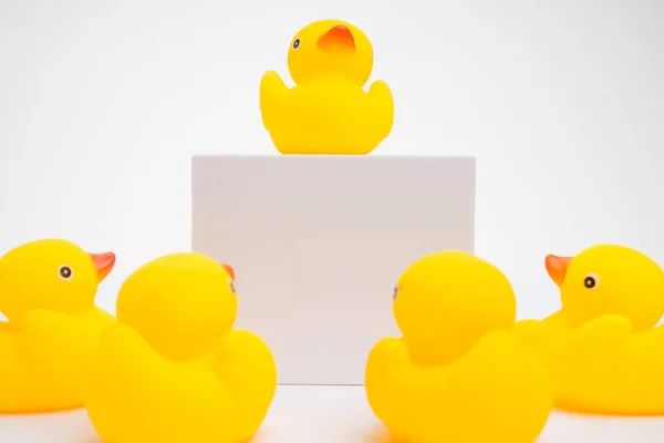 领导和团队合作的概念 一群黄色的鸭子听着他们的领袖 被白色的背景隔离了 — 图库照片