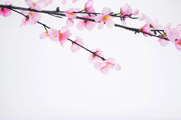 Chinesisches Neujahrsdesign Mit Kirschblüte Auf Weißem Hintergrund — Stockfoto