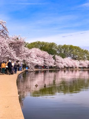 Washington DC Gelgit Havzası 'nda Kiraz Çiçeği. Washington Anıtı ve suya yansıyan pembe kiraz ağaçları. Washington 