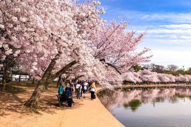 Washington DC Gelgit Havzası 'nda Kiraz Çiçeği. Washington Anıtı ve suya yansıyan pembe kiraz ağaçları. Washington 