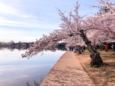 Washington DC Gelgit Havzası 'nda Kiraz Çiçeği. Washington Anıtı ve suya yansıyan pembe kiraz ağaçları. Washington 