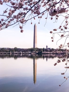 Washington DC Gelgit Havzası 'nda Kiraz Çiçeği. Washington Anıtı ve suya yansıyan pembe kiraz ağaçları. Washington 
