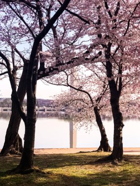Washington DC Gelgit Havzası 'nda Kiraz Çiçeği. Washington Anıtı ve suya yansıyan pembe kiraz ağaçları. Washington 
