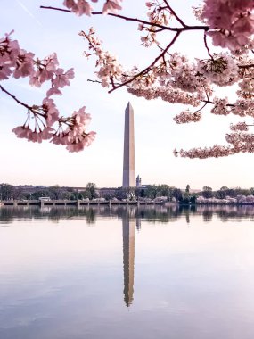 Washington DC Gelgit Havzası 'nda Kiraz Çiçeği. Washington Anıtı ve suya yansıyan pembe kiraz ağaçları. Washington 