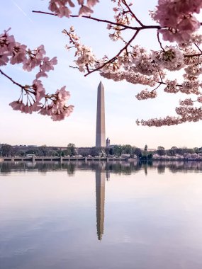 Washington DC Gelgit Havzası 'nda Kiraz Çiçeği. Washington Anıtı ve suya yansıyan pembe kiraz ağaçları. Washington 