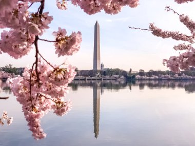 Washington DC Gelgit Havzası 'nda Kiraz Çiçeği. Washington Anıtı ve suya yansıyan pembe kiraz ağaçları. Washington 