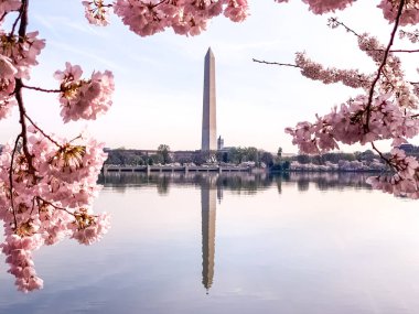 Washington DC Gelgit Havzası 'nda Kiraz Çiçeği. Washington Anıtı ve suya yansıyan pembe kiraz ağaçları. Washington 