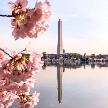 Washington DC Gelgit Havzası 'nda Kiraz Çiçeği. Washington Anıtı ve suya yansıyan pembe kiraz ağaçları. Washington 