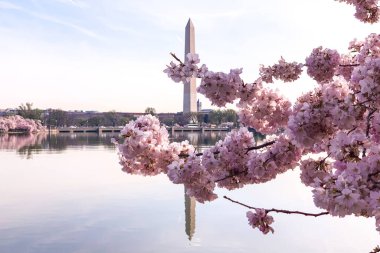 Washington DC Gelgit Havzası 'nda Kiraz Çiçeği. Washington Anıtı ve suya yansıyan pembe kiraz ağaçları. Washington 
