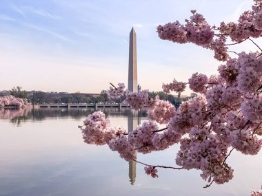 Washington DC Gelgit Havzası 'nda Kiraz Çiçeği. Washington Anıtı ve suya yansıyan pembe kiraz ağaçları. Washington 