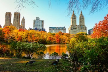 Central Park, New York 'ta sonbahar mevsiminin doruk noktasında. Sarı, kırmızı yapraklar ve ağaçlar sonbahar yapraklarının zirvesinde renk değiştiriyor..