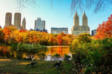 Central Park at the peak of the Autumn season in New York City with yellow and red leaves and trees changing colors at the peak of fall foliage. clipart