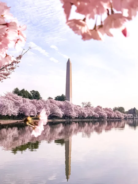 Washington DC Gelgit Havzası 'nda Kiraz Çiçeği. Washington Anıtı ve suya yansıyan pembe kiraz ağaçları. Washington 