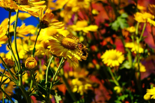 Central Park Peak Autumn Season New York City Yellow Red — Stock Photo, Image