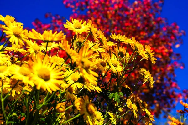 Central Park Peak Autumn Season New York City Yellow Red — Stock Photo, Image