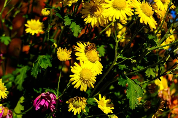 Central Park Pico Temporada Outono Nova York Com Folhas Amarelas — Fotografia de Stock