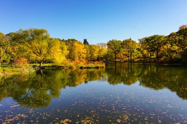 Central Park, New York 'ta sonbahar mevsiminin doruk noktasında. Sarı, kırmızı yapraklar ve ağaçlar sonbahar yapraklarının zirvesinde renk değiştiriyor..