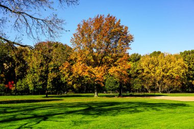 Central Park, New York 'ta sonbahar mevsiminin doruk noktasında. Sarı, kırmızı yapraklar ve ağaçlar sonbahar yapraklarının zirvesinde renk değiştiriyor..