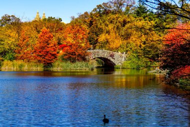 Central Park, New York 'ta sonbahar mevsiminin doruk noktasında. Sarı, kırmızı yapraklar ve ağaçlar sonbahar yapraklarının zirvesinde renk değiştiriyor..