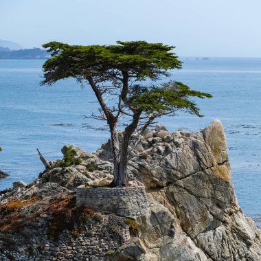Yalnız Cypress, Kaliforniya, Pebble Beach 'te bulunan bir Monterey selvi ağacıdır. 17 mil boyunca granit bir yamaçta duran ağaç, Batı 'nın simgesidir ve Kuzey Amerika' nın en çok fotoğraflanan ağaçlarından biri olarak adlandırılır..