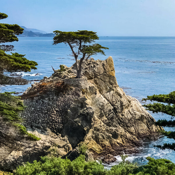 The Lone Cypress is a Monterey cypress tree in Pebble Beach, California. Standing on a granite hillside off the 17-Mile Drive, the tree is a Western icon, and has been called one of the most photographed trees in North America.