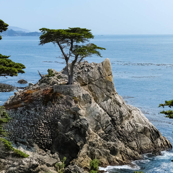 The Lone Cypress is a Monterey cypress tree in Pebble Beach, California. Standing on a granite hillside off the 17-Mile Drive, the tree is a Western icon, and has been called one of the most photographed trees in North America.