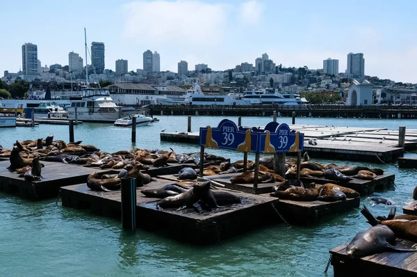 California Sea Lions Prendere Sole Sul Molo Una Bella Giornata — Foto Stock
