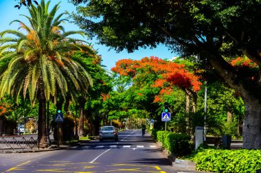 Santa Cruz de Tenerife, Spains Kanarya Adaları 'nda yer alan bir liman şehridir. Tenerife, İspanya